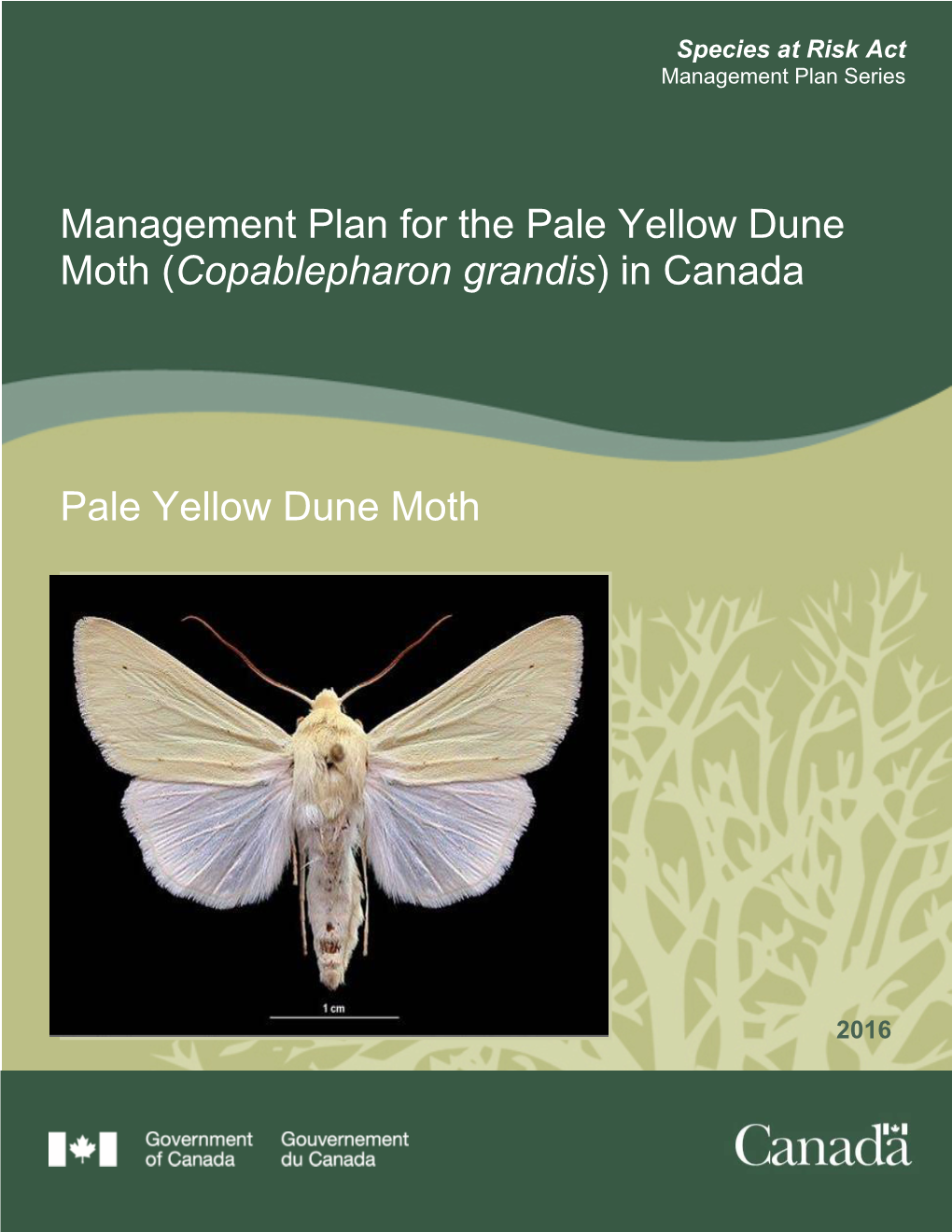 Management Plan for the Pale Yellow Dune Moth (Copablepharon Grandis) in Canada