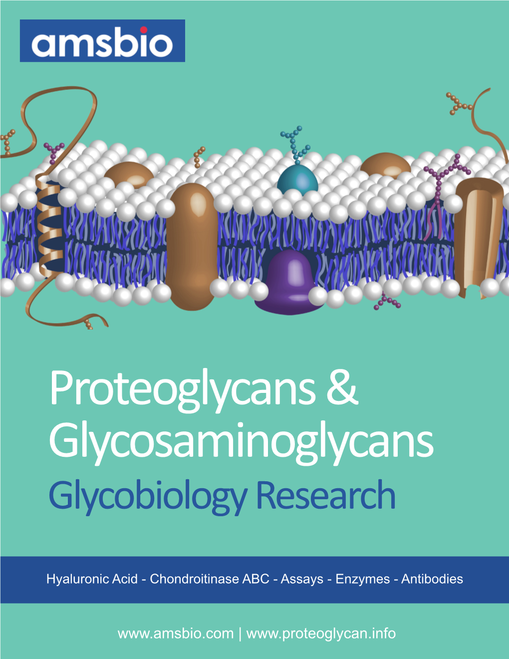 Proteoglycans & Glycosaminoglycans