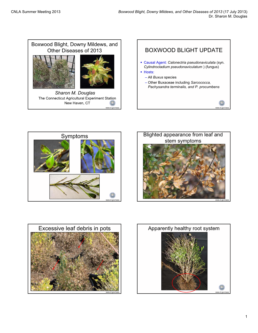 BOXWOOD BLIGHT UPDATE Symptoms Excessive Leaf Debris In