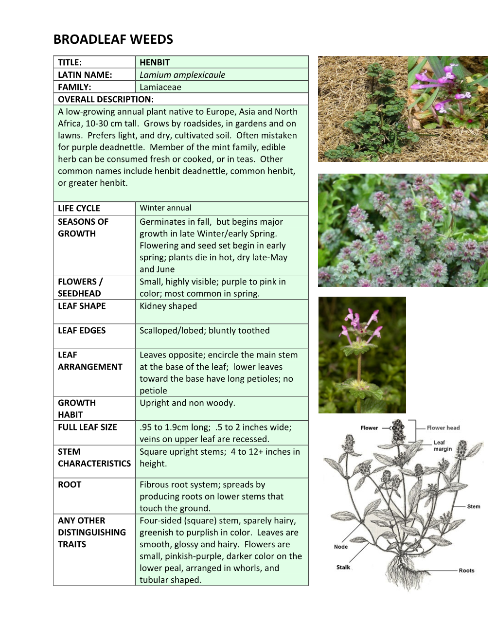 HENBIT LATIN NAME: Lamium Amplexicaule