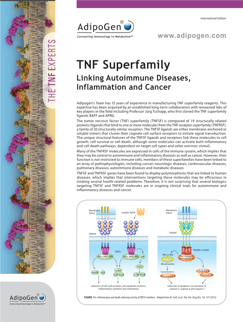 TNF Superfamily Linking Autoimmune Diseases, TNF Inflammation and Cancer