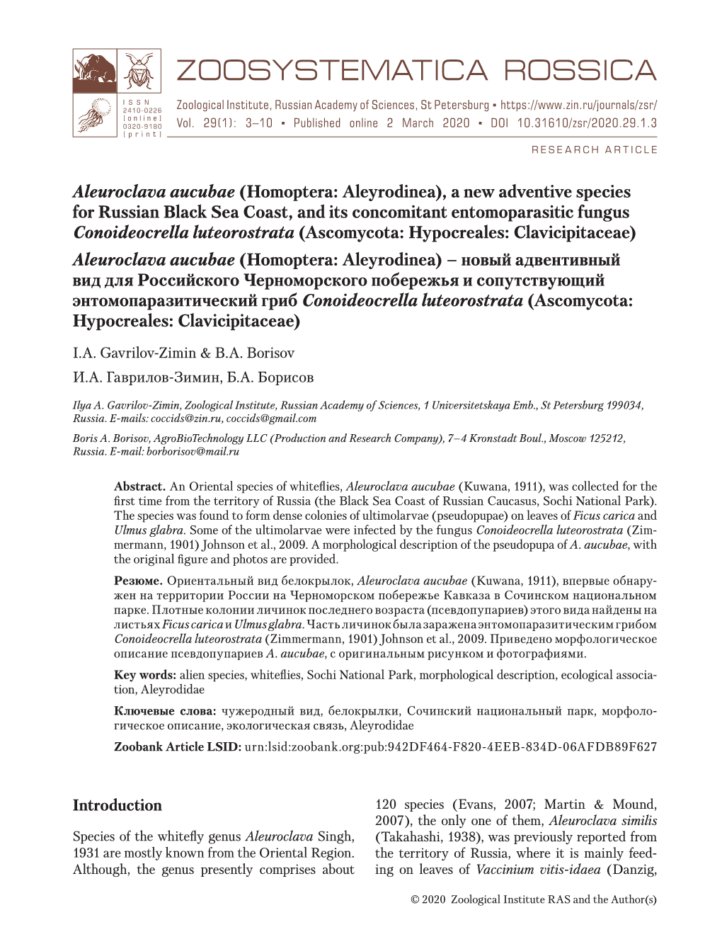 Aleuroclava Aucubae (Homoptera: Aleyrodinea), a New Adventive