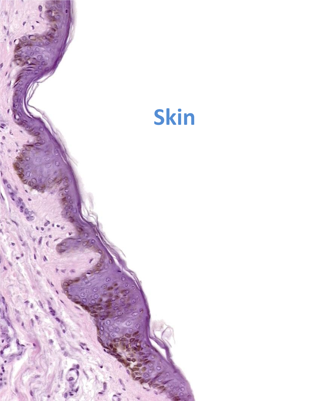 LAB-Skin-And-Adnexa-2018.Pdf