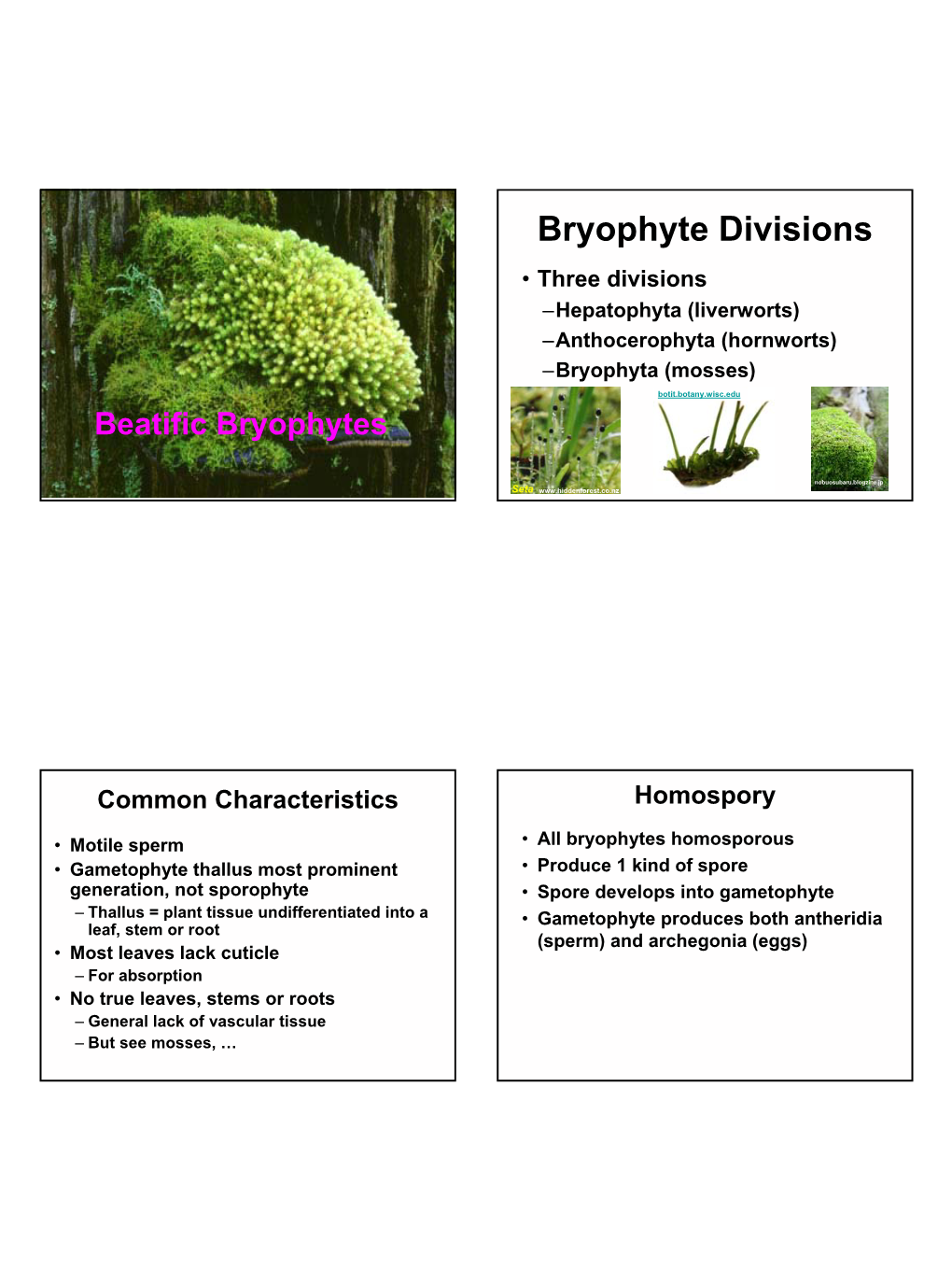 Bryophyte Divisions • Three Divisions –Hepatophyta (Liverworts) –Anthocerophyta (Hornworts) –Bryophyta (Mosses)