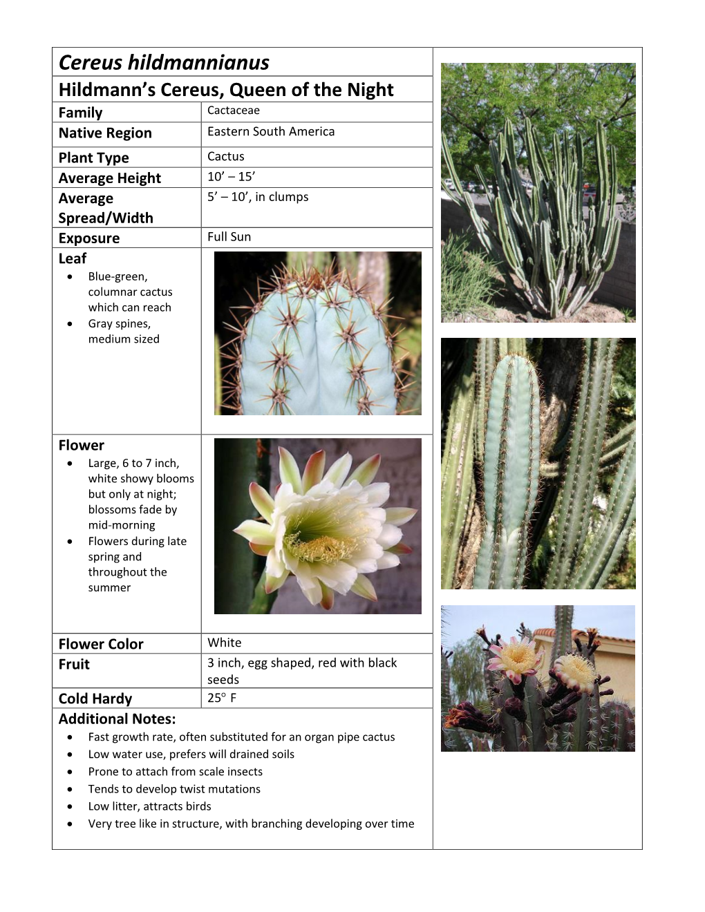 Cereus Hildmannianus