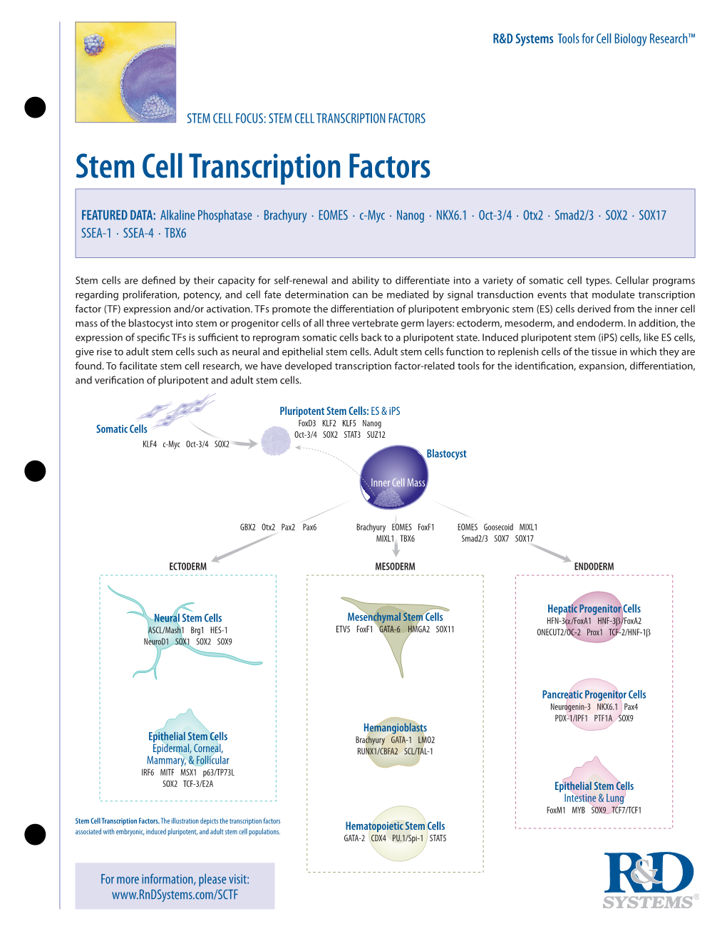 STEM CELL TRANSCRIPTION FACTORS Stem Cell Transcription Factors