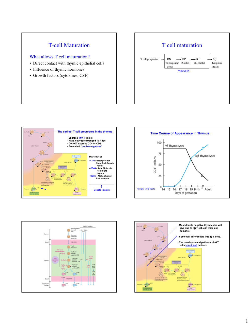 T Cell Maturation