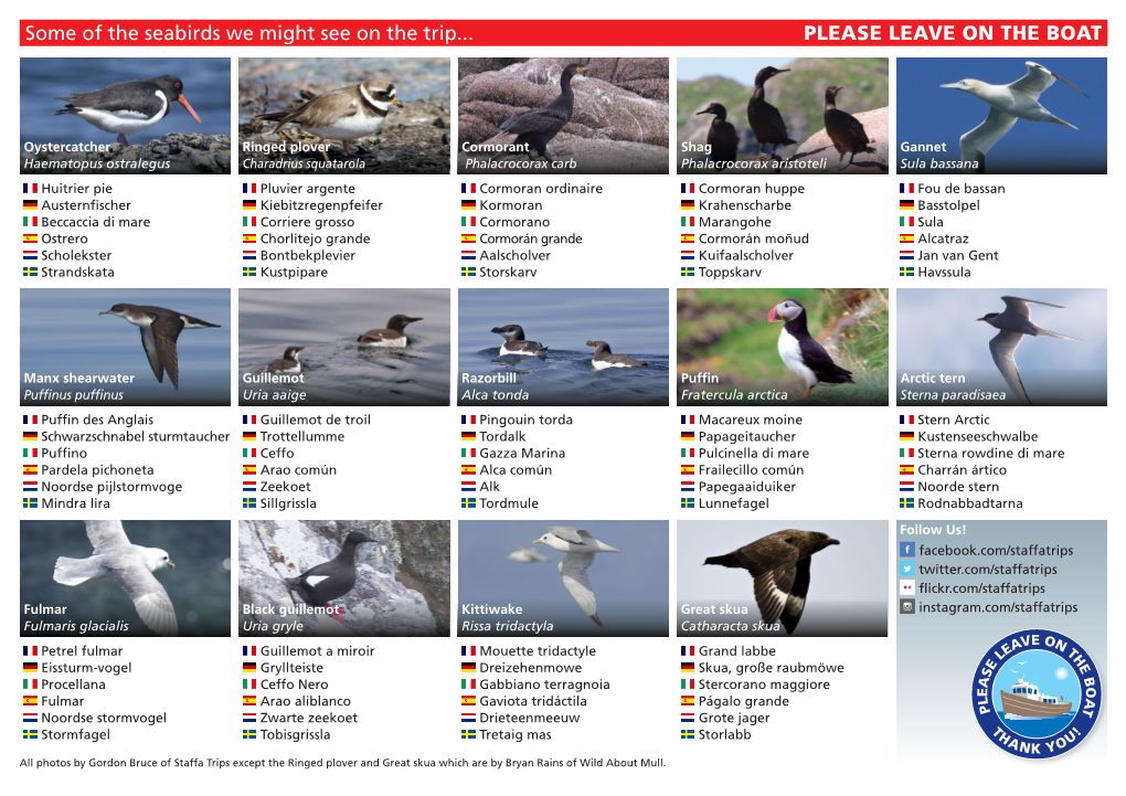 Some of the Seabirds We Might See on the Trip... PLEASE LEAVE on the BOAT