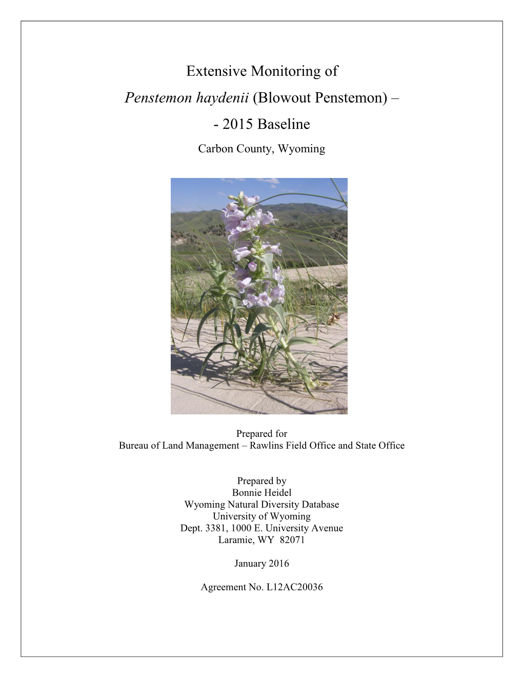 Penstemon Haydenii (Blowout Penstemon) – 2004 Monitoring