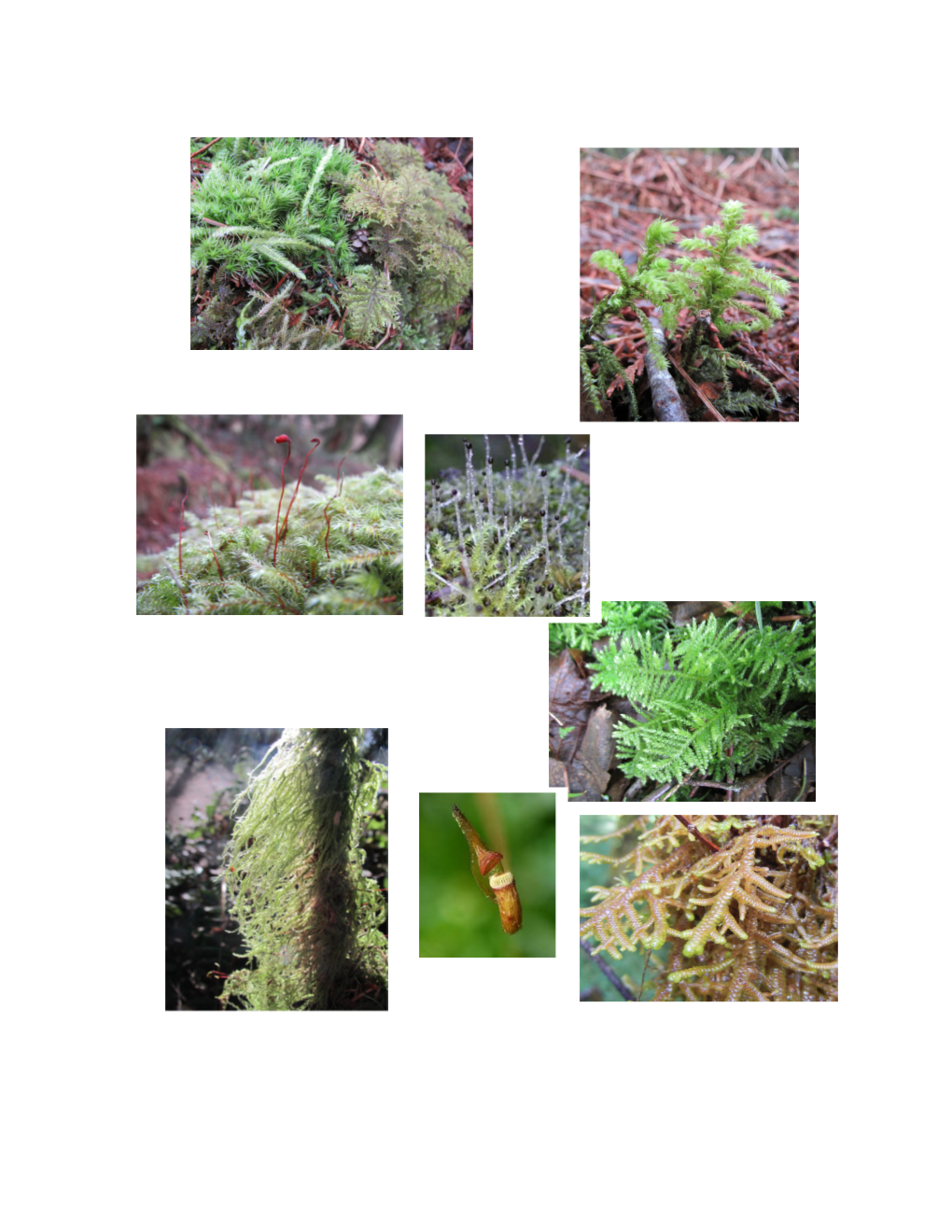 Bryophyte Report 2014