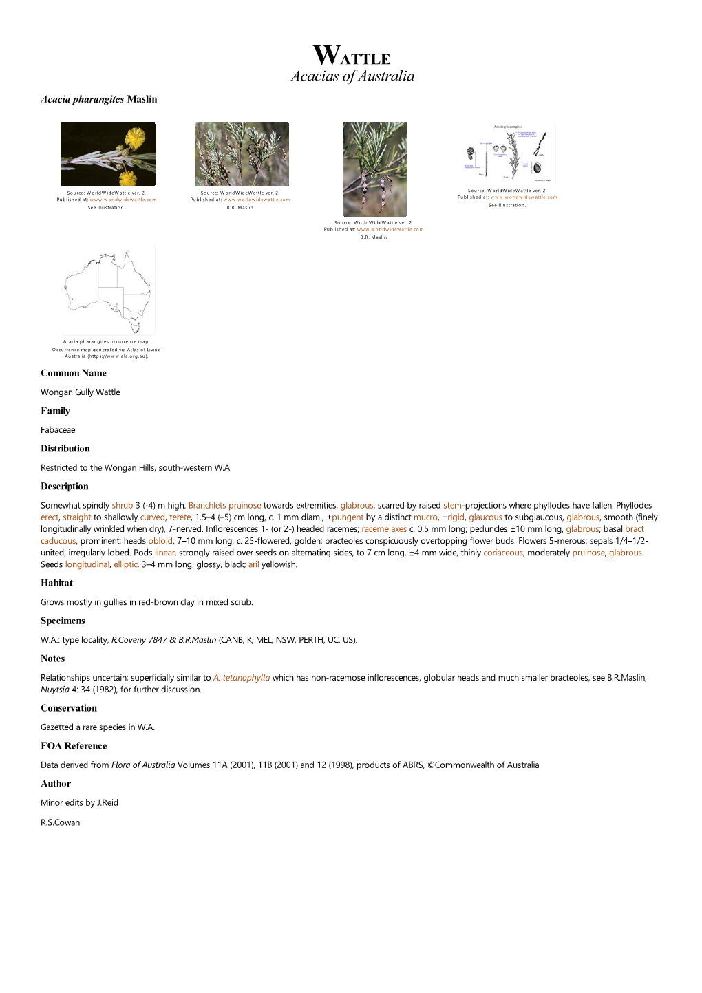 Acacia Pharangites Maslin