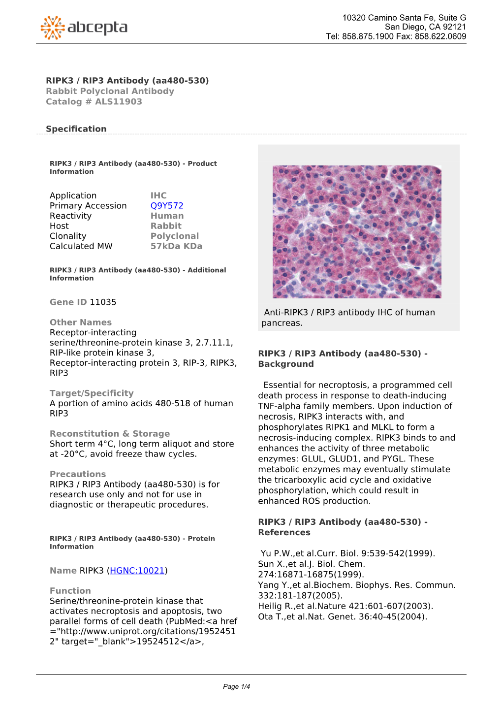 RIPK3 / RIP3 Antibody (Aa480-530) Rabbit Polyclonal Antibody Catalog # ALS11903