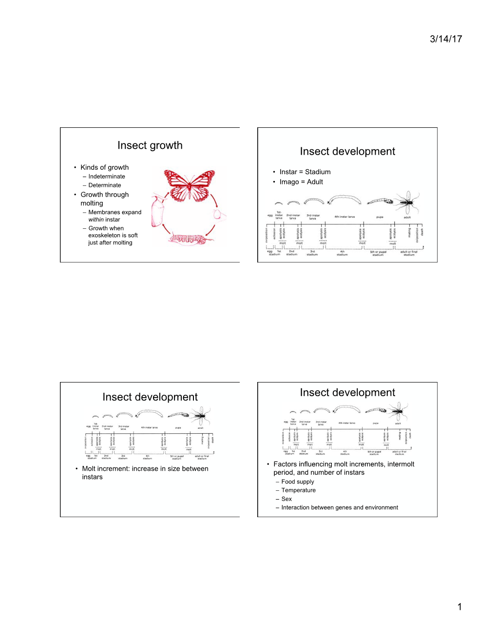 Insect Growth Insect Development