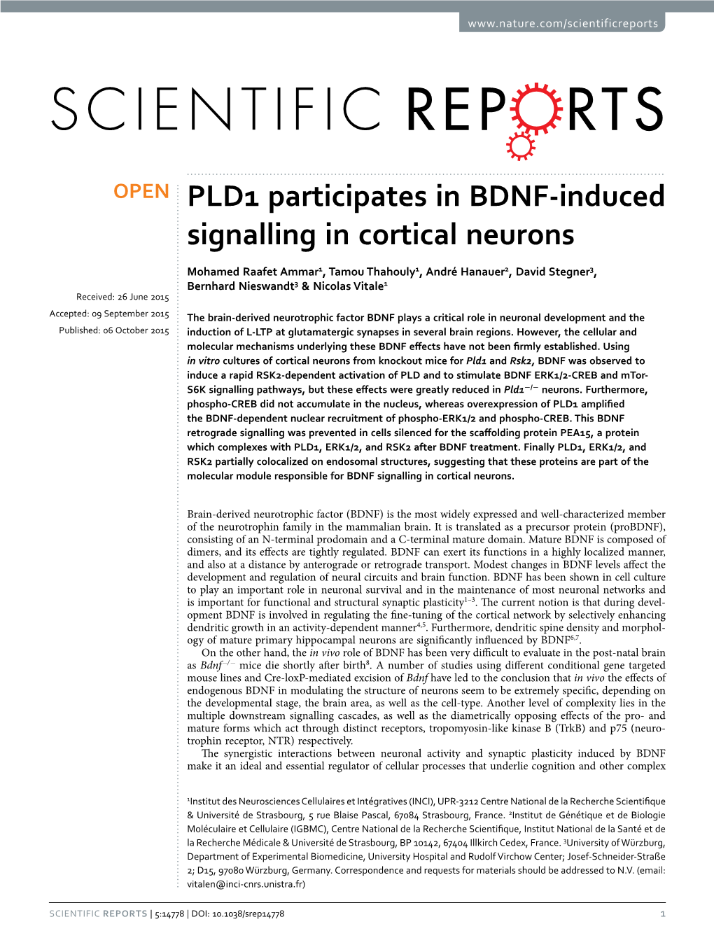 PLD1 Participates in BDNF-Induced Signalling in Cortical Neurons