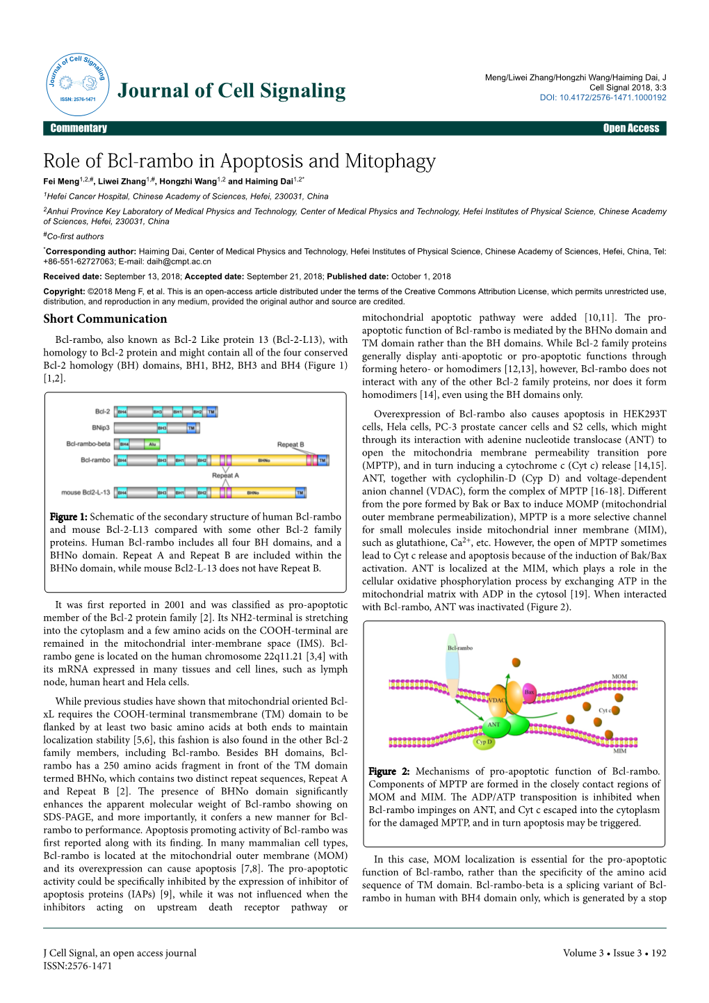 Role of Bcl-Rambo in Apoptosis and Mitophagy