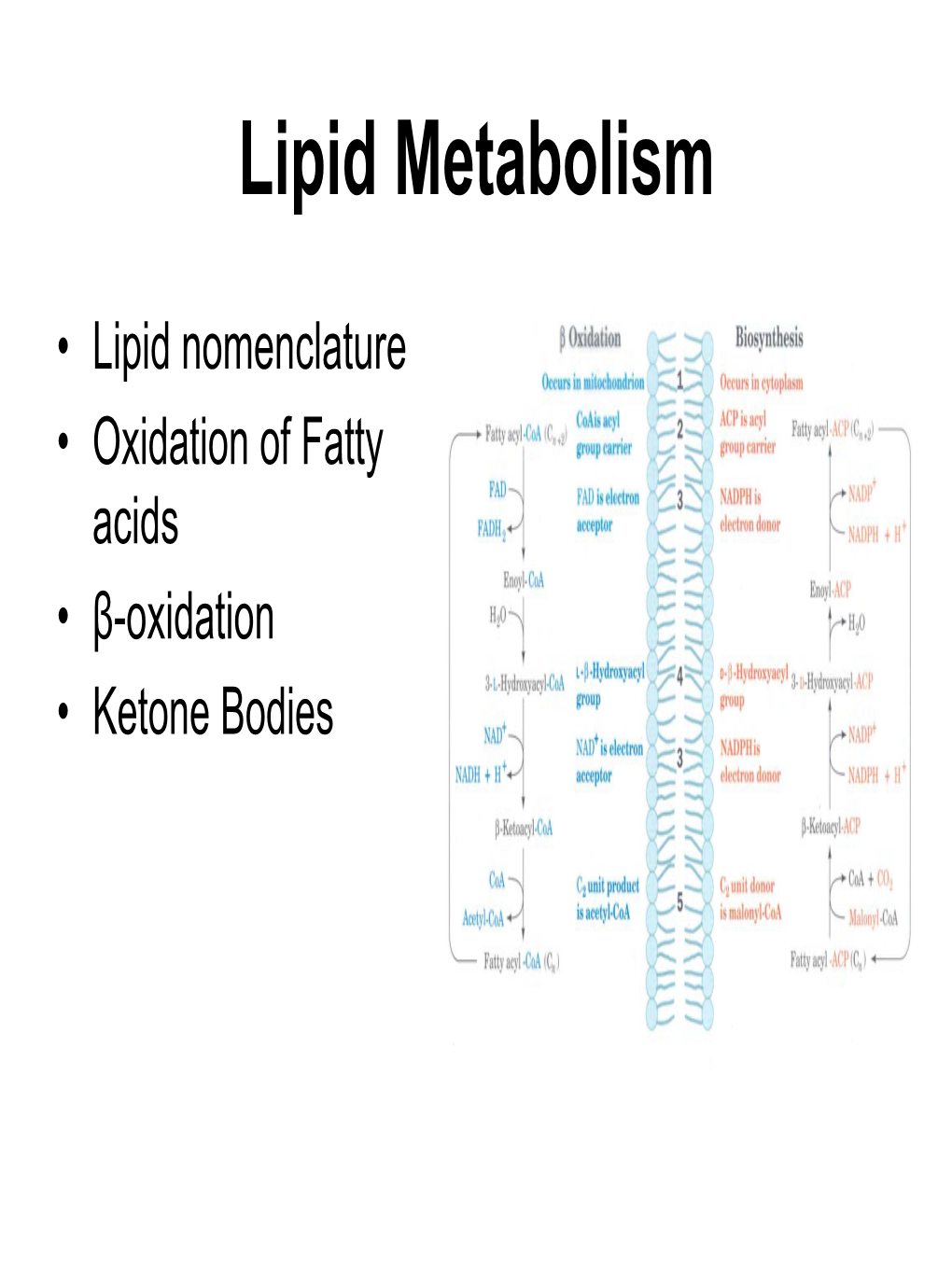 Lipid Metabolism