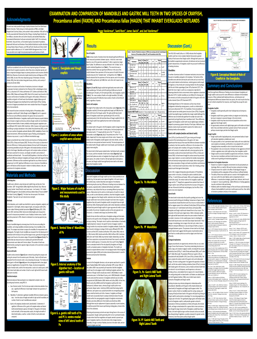 Examination and Comparison of Mandibles and Gastric Mill Teeth in Two