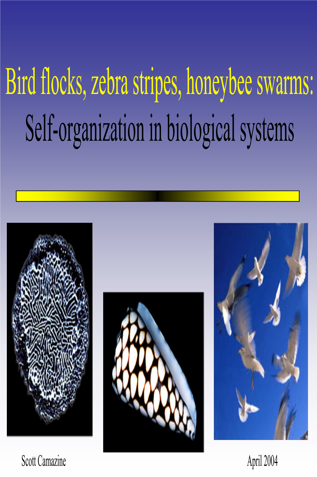 Self-Organized Pattern Formation in Biological Systems