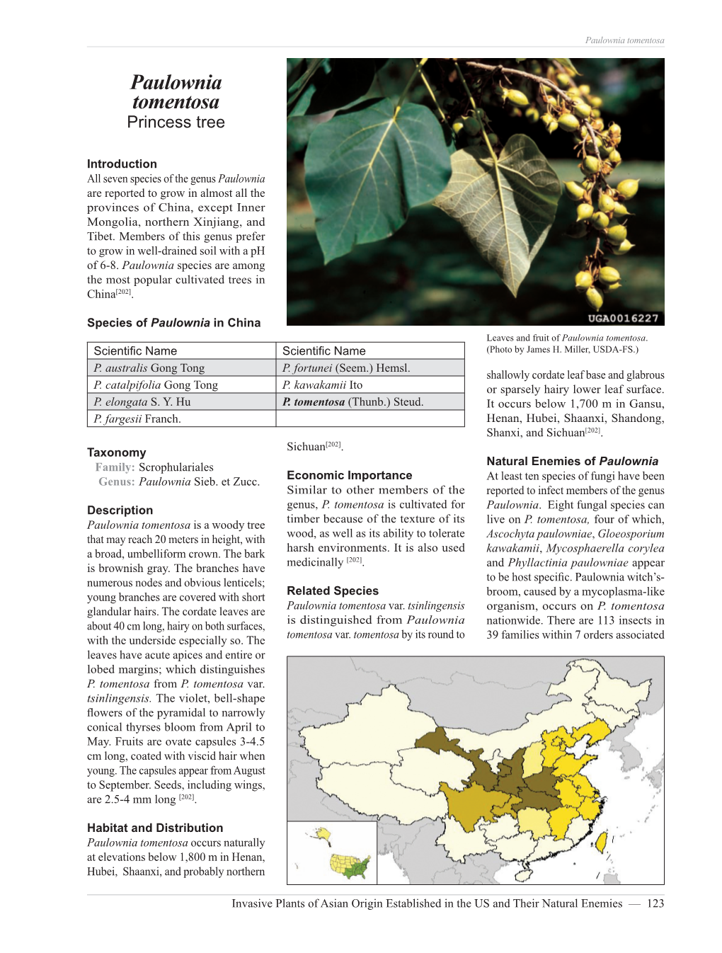 Paulownia Tomentosa