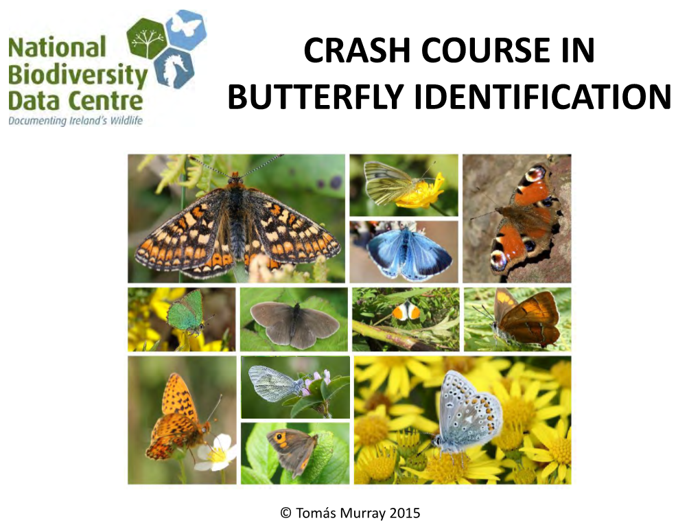 Crash Course in Butterfly Identification