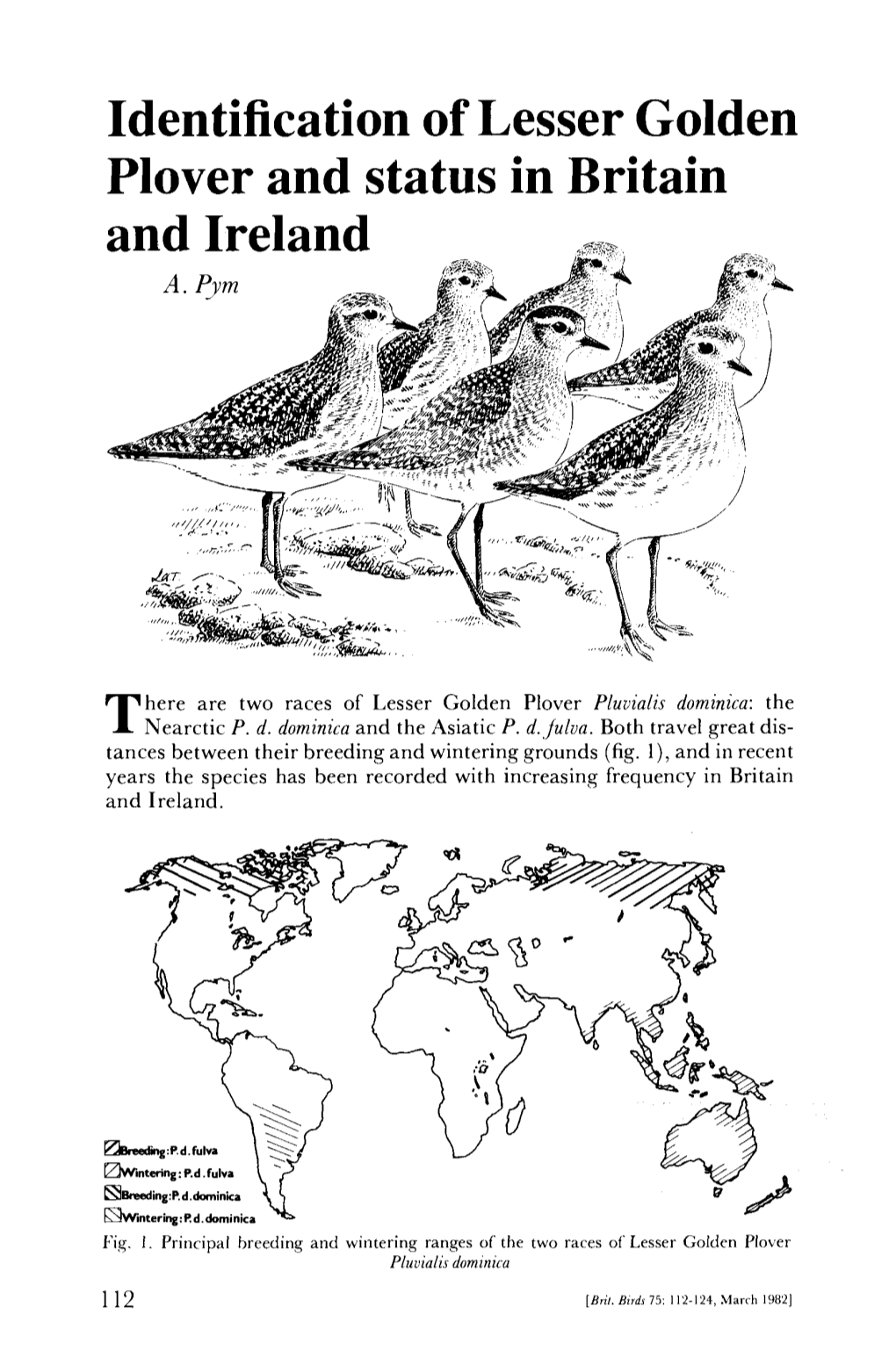Identification of Lesser Golden Plover and Status in Britain and Ireland ^