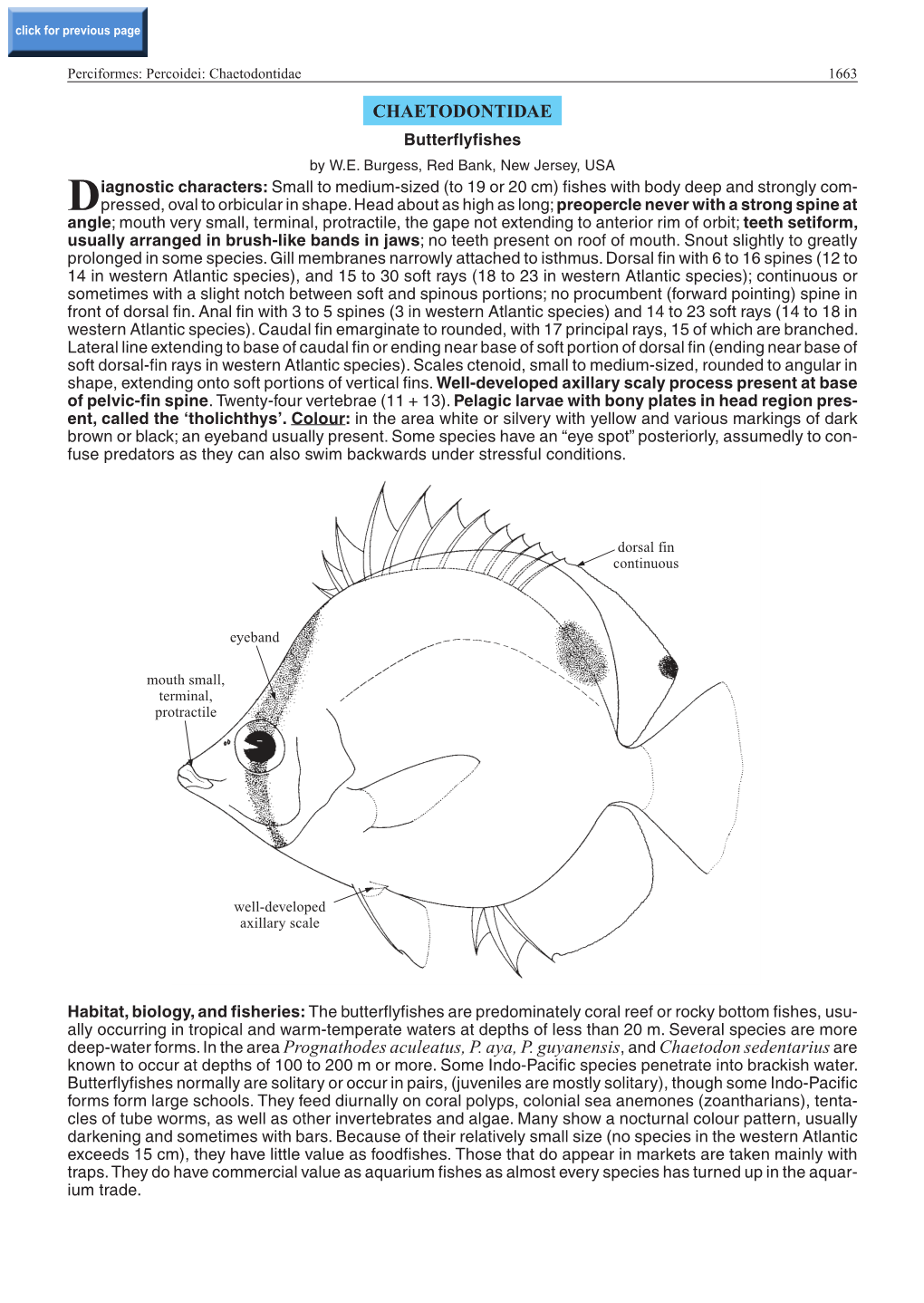 CHAETODONTIDAE Deep-Water Forms. in the Area Prognathodes