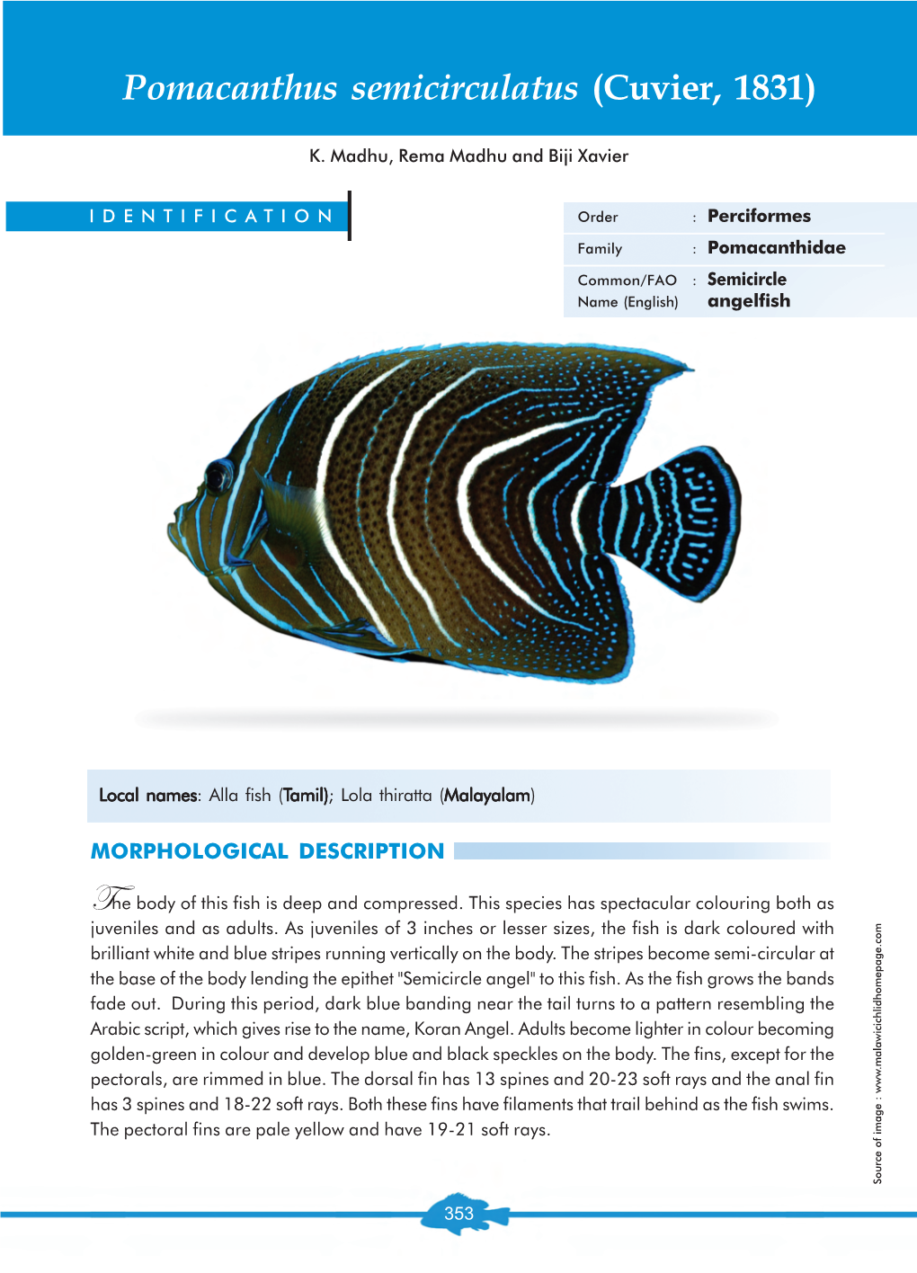 Pomacanthus Semicirculatus (Cuvier, 1831)