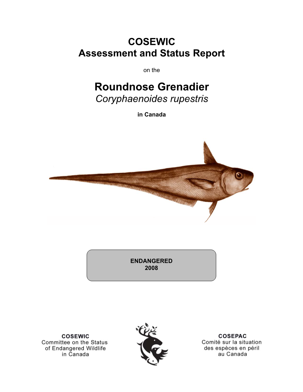 Roundnose Grenadier ( Coryphaenoides Rupestris)