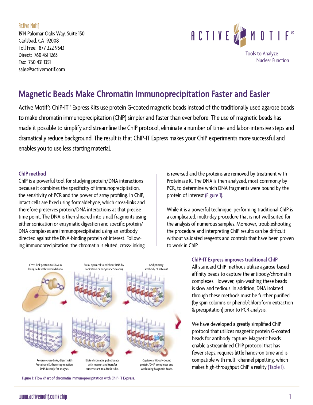 Magnetic Beads Make Chromatin Immunoprecipitation Faster And