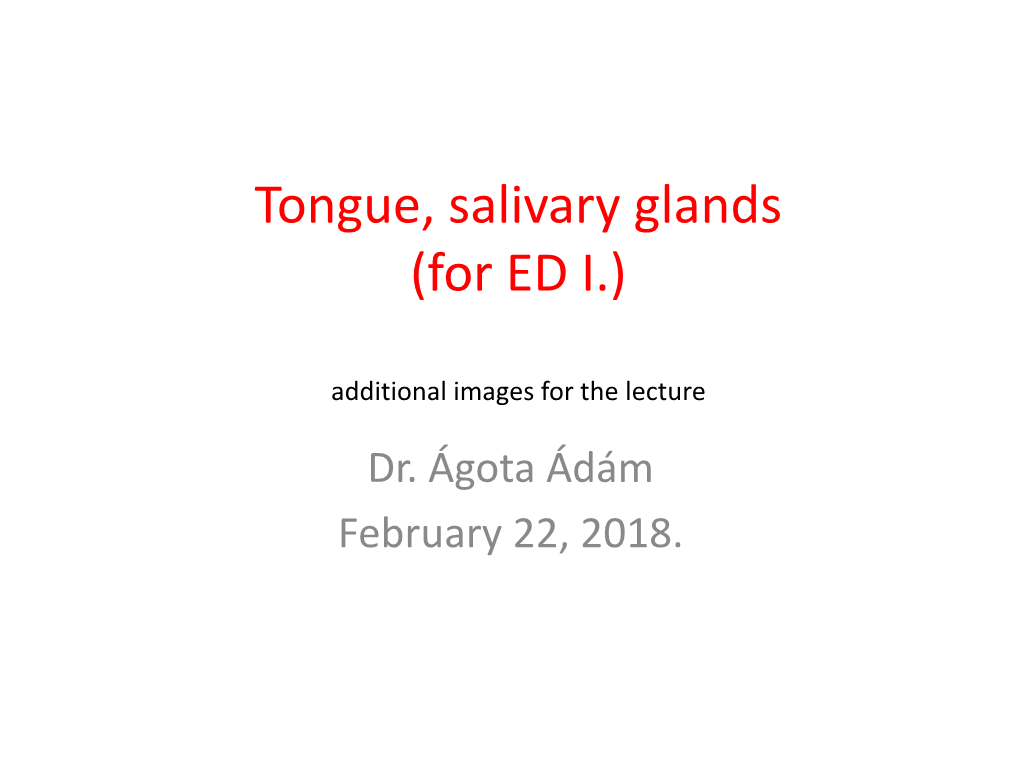 Tongue, Salivary Glands (Additional Images for the Lecture)