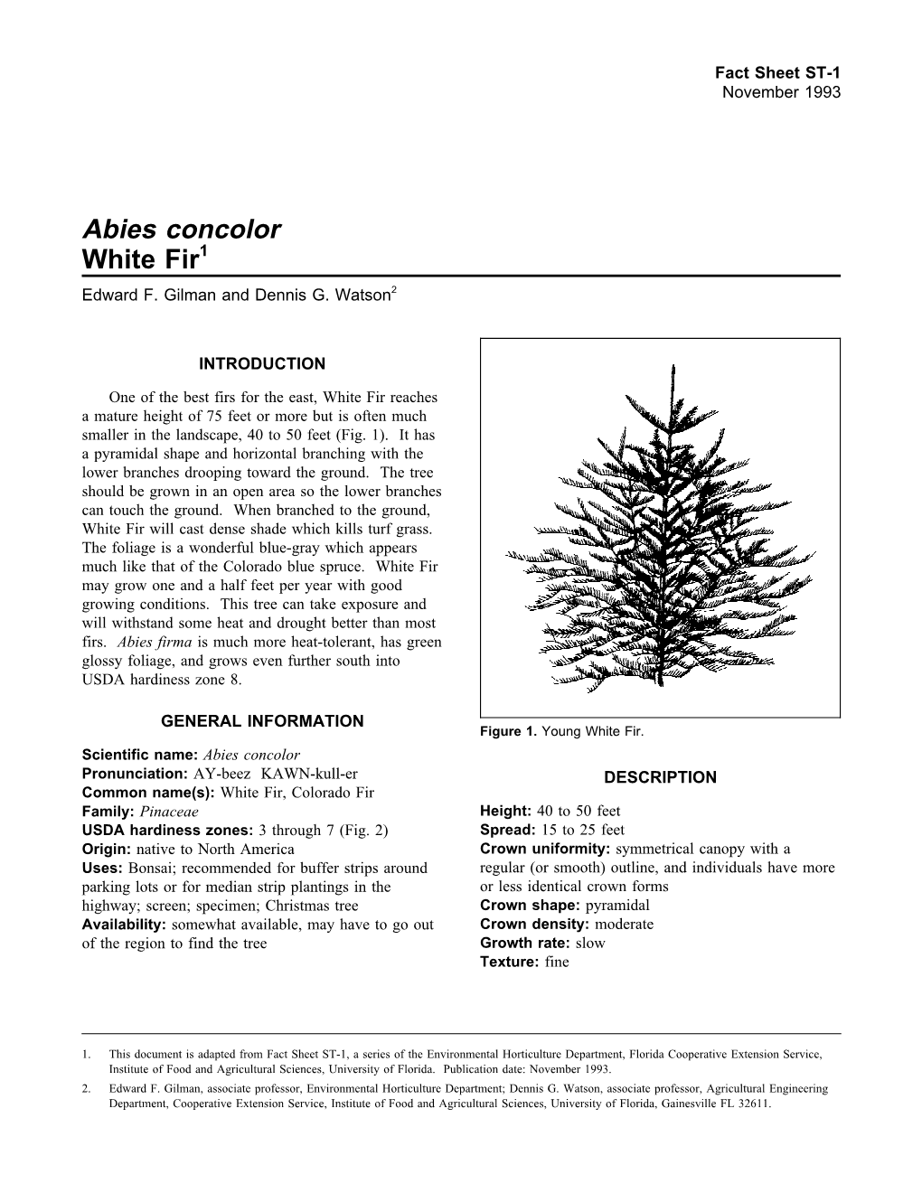 Abies Concolor White Fir1 Edward F