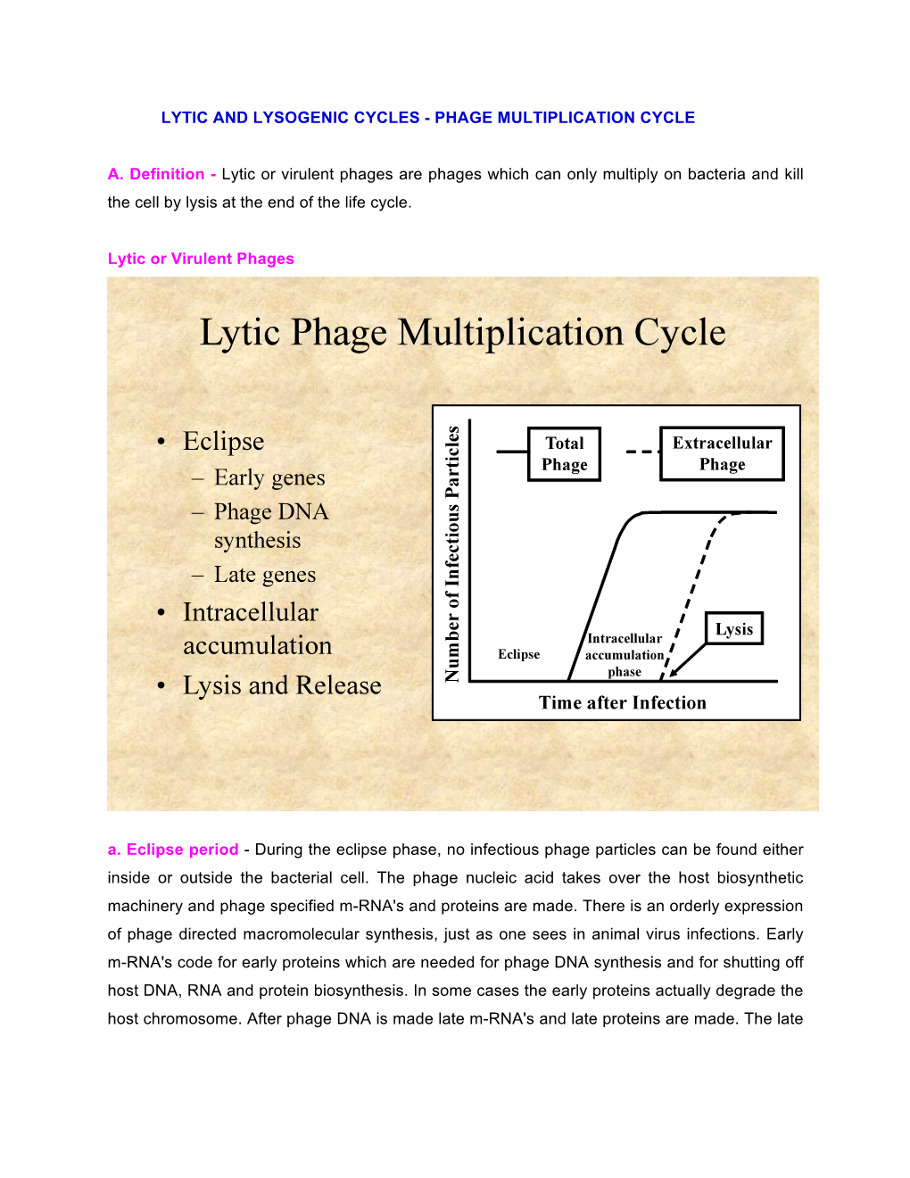 Lytic and Lysogenic Cycles - Phage Multiplication Cycle