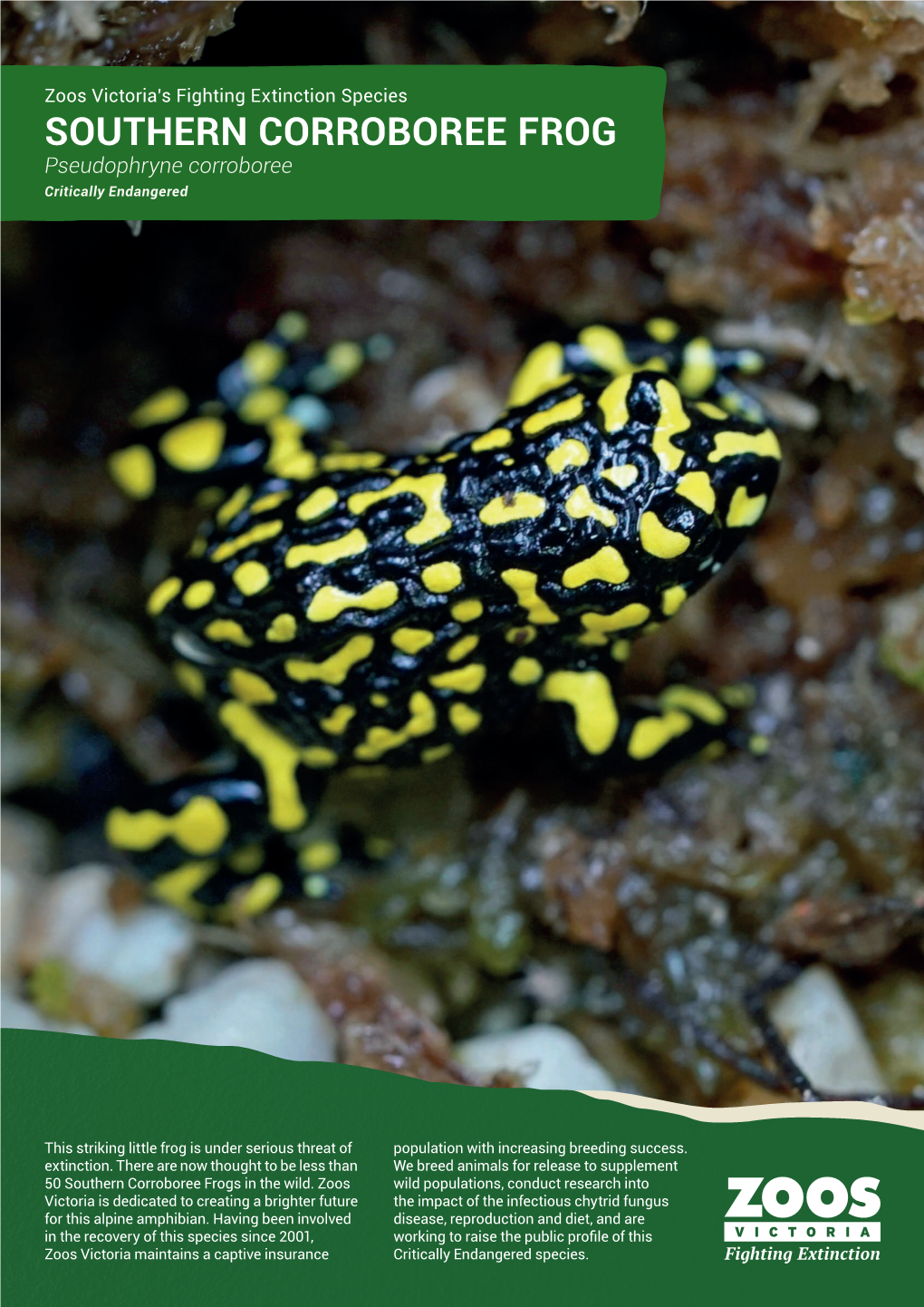 SOUTHERN CORROBOREE FROG Pseudophryne Corroboree Critically Endangered