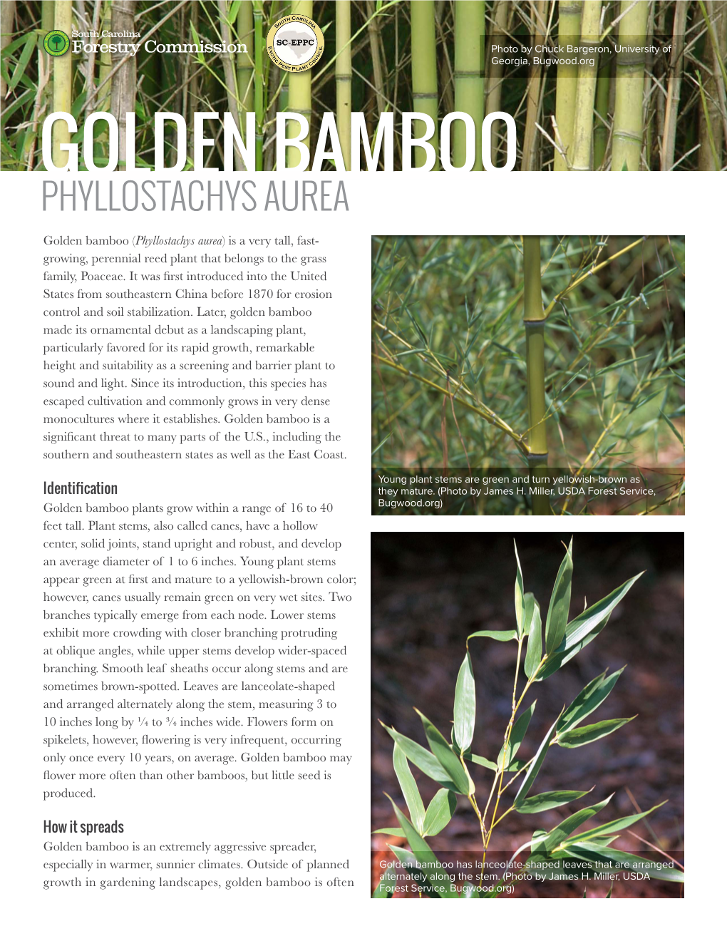 Golden Bamboo Phyllostachys Aurea