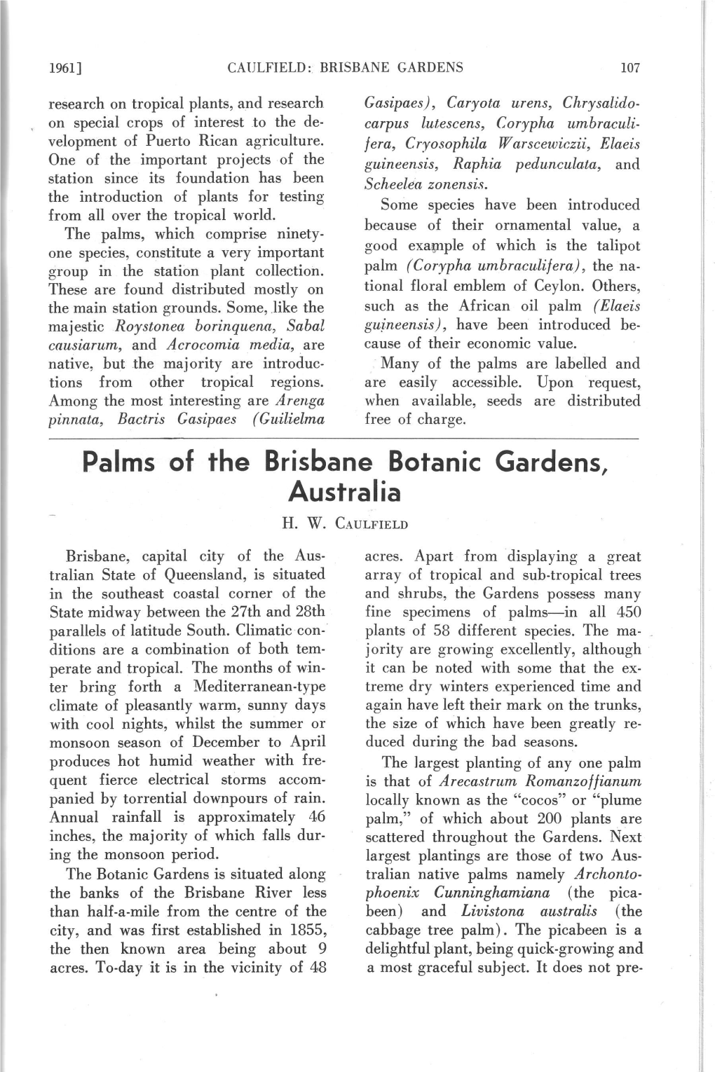 Australia Palms of Fhe Brisbane Botanic Gardens