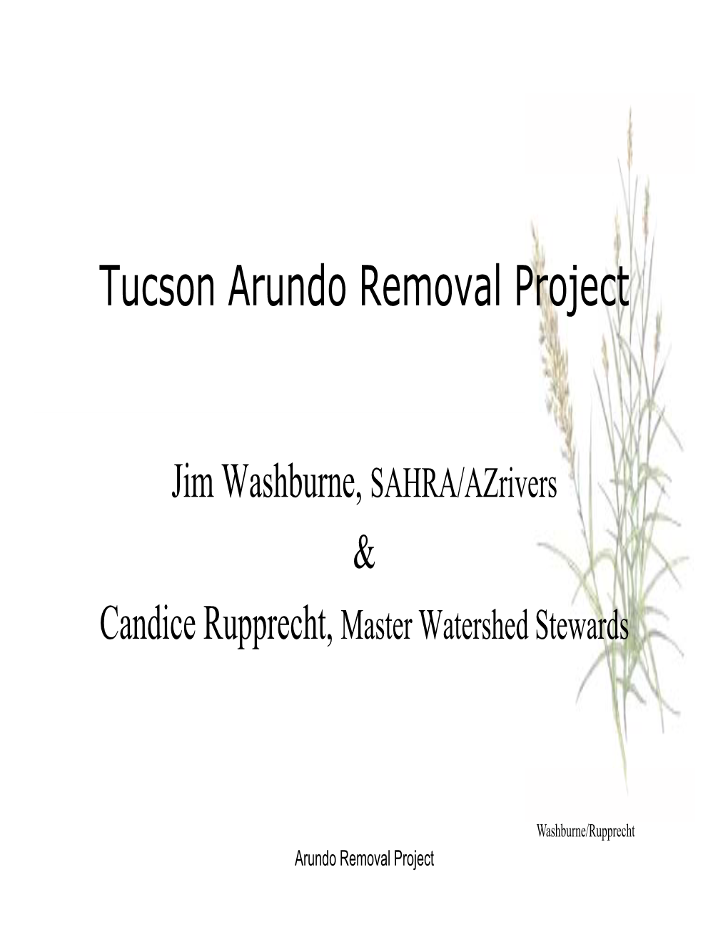 Tucson Arundo Removal Project