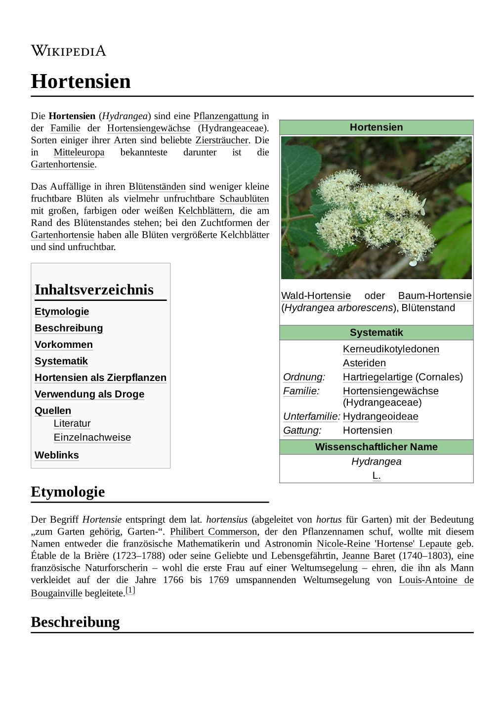 Hortensien.Pdf