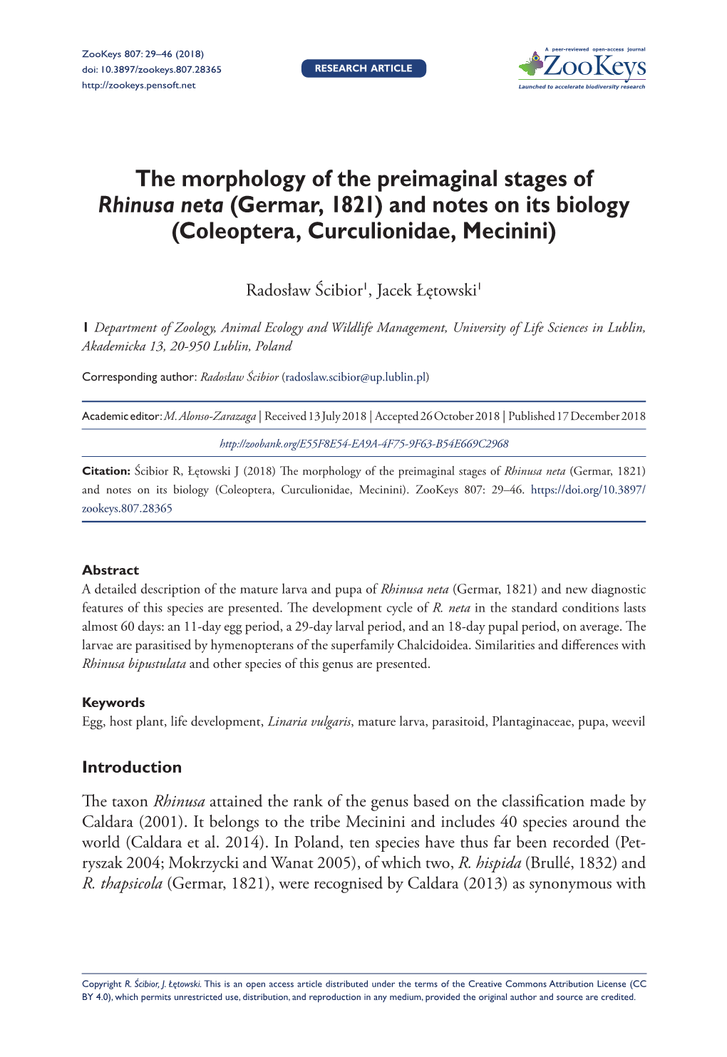 ﻿The Morphology of the Preimaginal Stages of Rhinusa Neta (Germar, 1821) and Notes on Its Biology (Coleoptera, Curculionidae