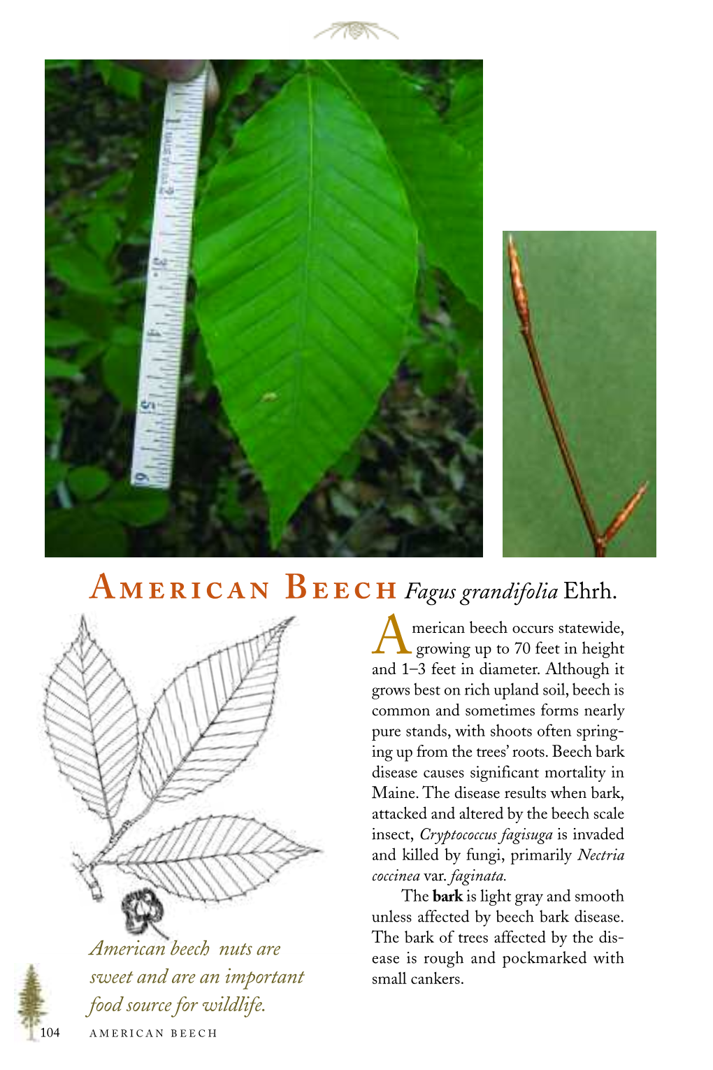 American Beech Nuts Are Ease Is Rough and Pockmarked with Sweet and Are an Important Small Cankers