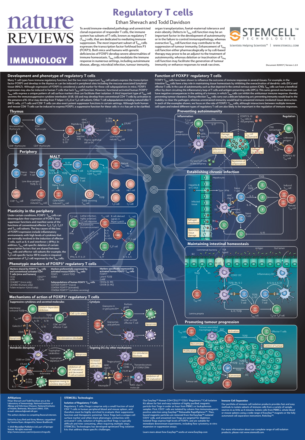 Regulatory T Cells