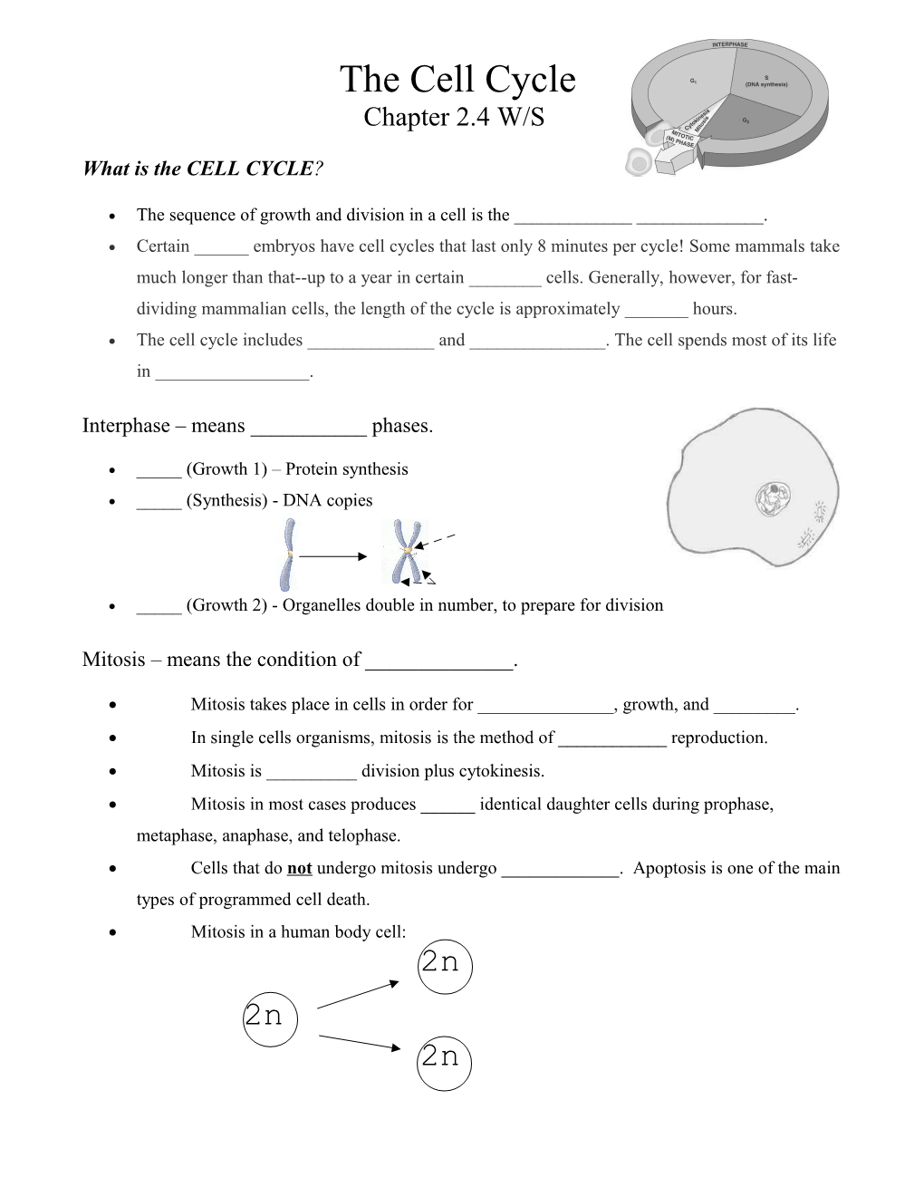 The Cell Cycle