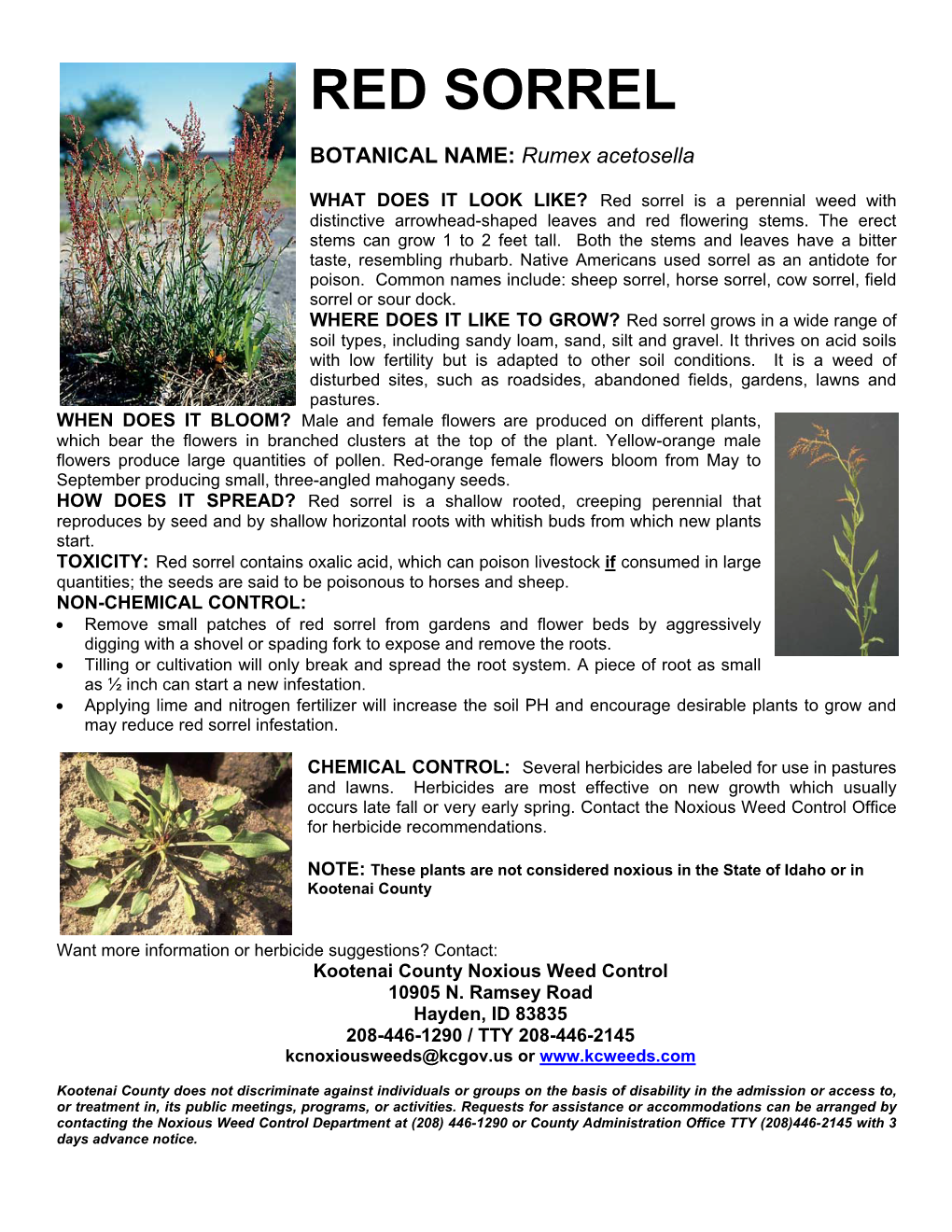 Red Sorrel Flyer