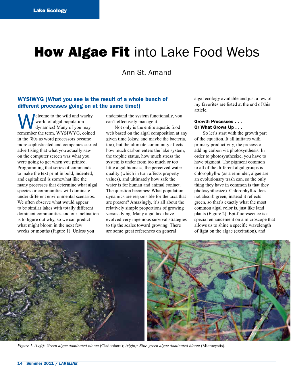 How Algae Fit Into Lake Food Webs