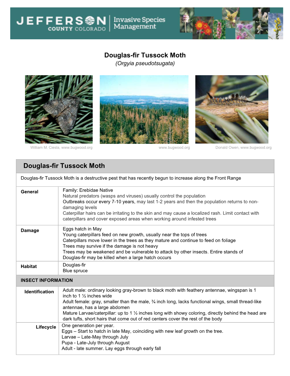 Douglas-Fir Tussock Moth (Orgyia Pseudotsugata)