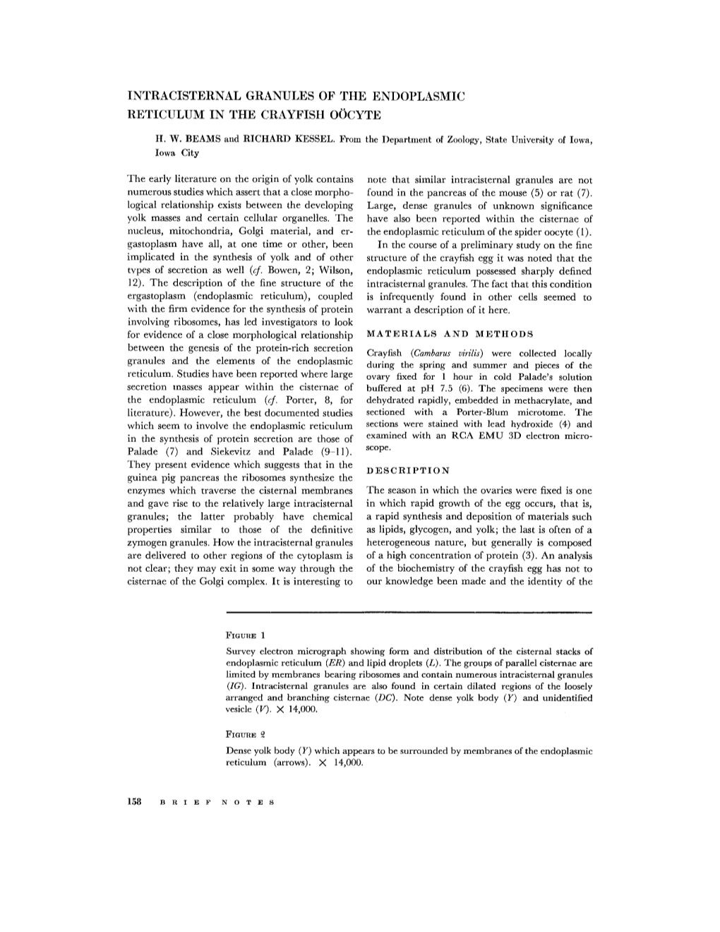 Intracisternal Granules of the Endoplasmic Reticulu?¢I in the Crayfish Oocyte