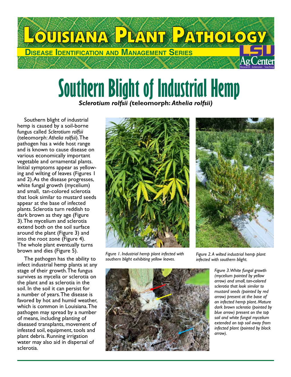 Southern Blight of Industrial Hemp Sclerotium Rolfsii (Teleomorph: Athelia Rolfsii)