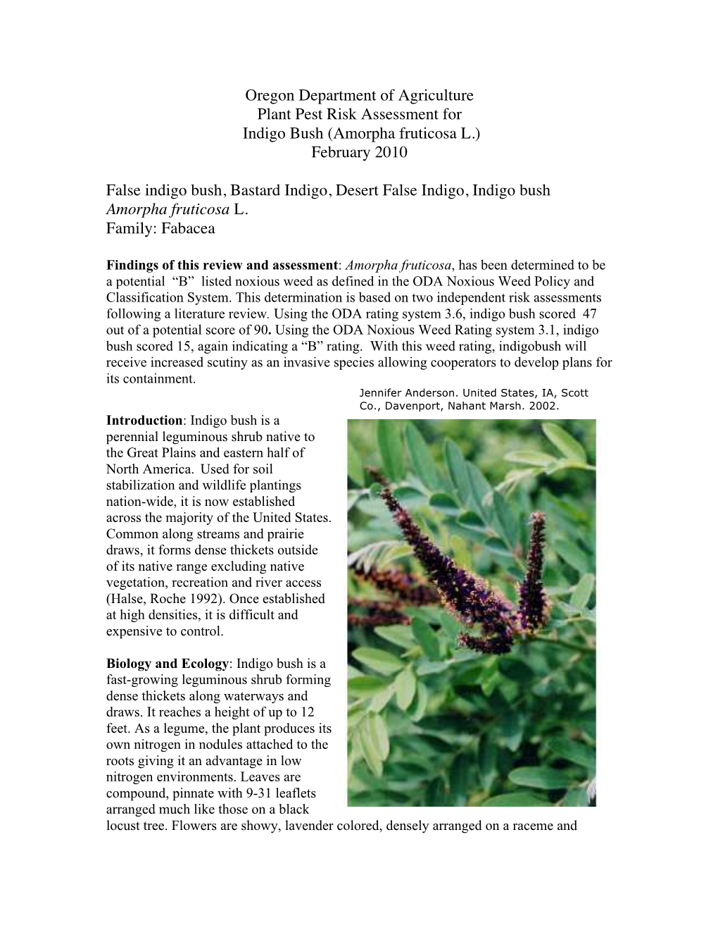 Plant Pest Risk Assessment for Indigo Bush (Amorpha Fruticosa L.)