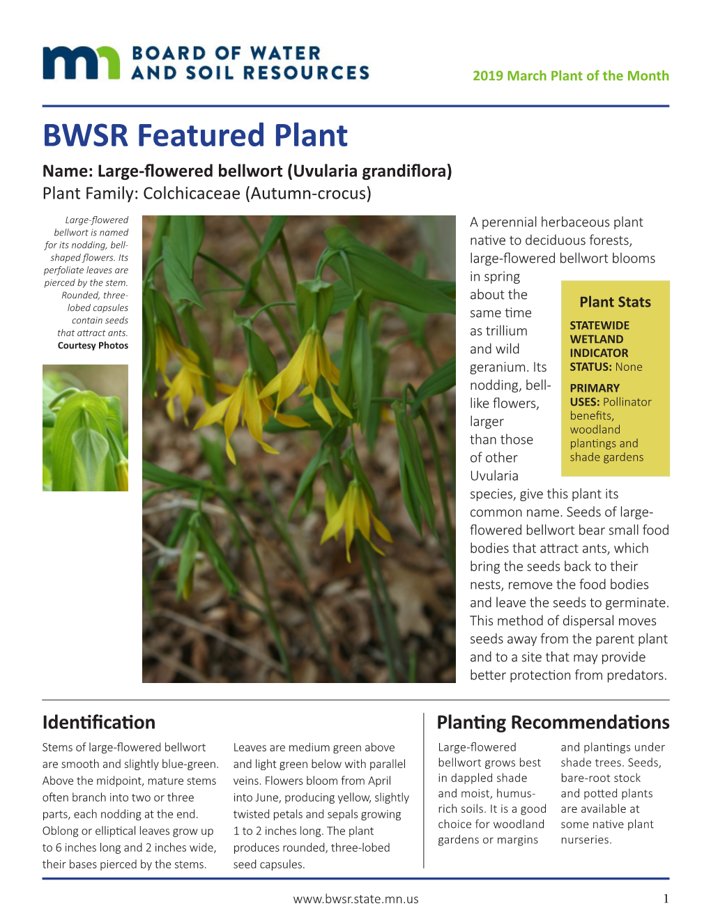 Read More About Large Flowered Bellwort (Pdf)
