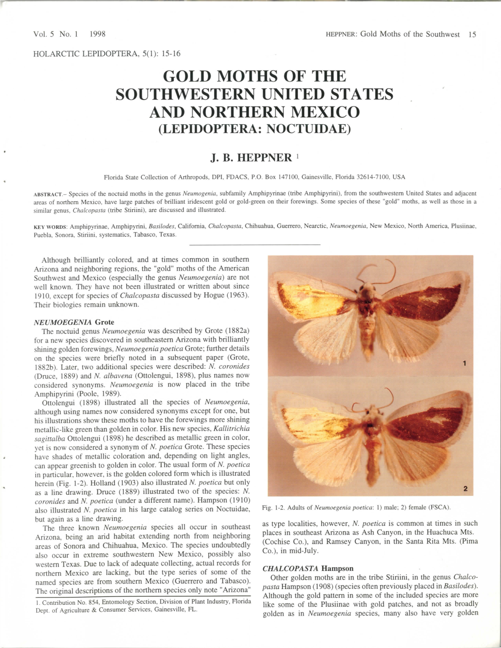 Gold Moths of the Southwestern United States and Northern Mexico (Lepidoptera: Noctuidae)