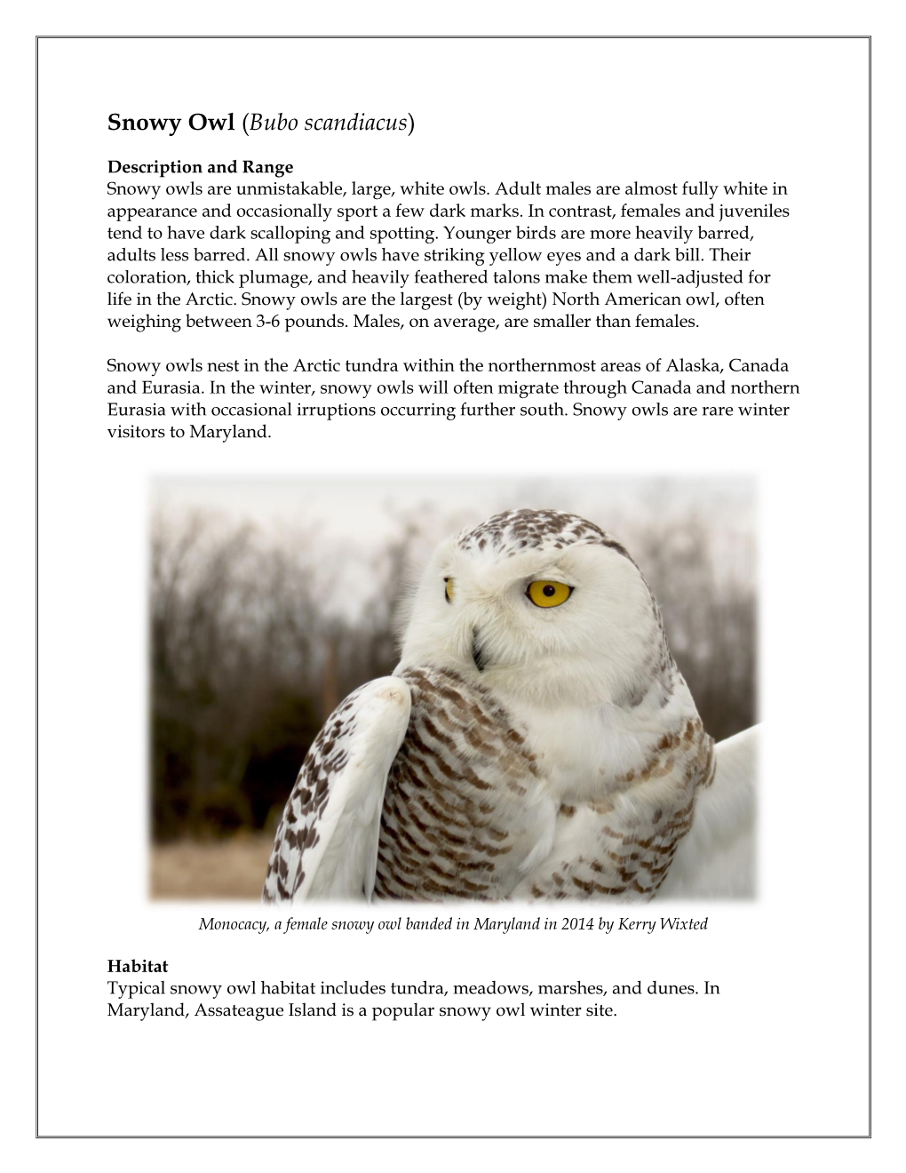 Snowy Owl (Bubo Scandiacus)